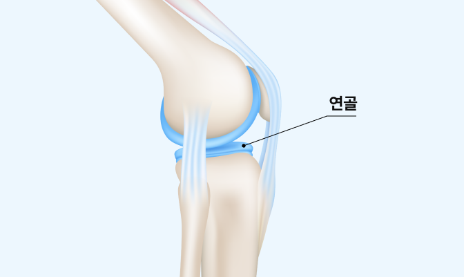 연골 위치